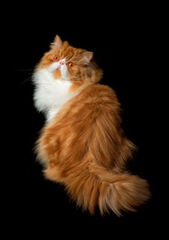 Red big adult persian cat costs on a black background