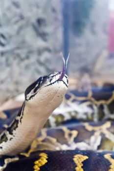 Photo of python head with put out tongue on stone background