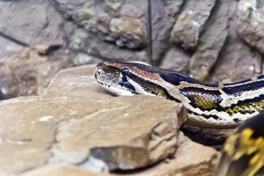 Photo of python head in the midst of stones