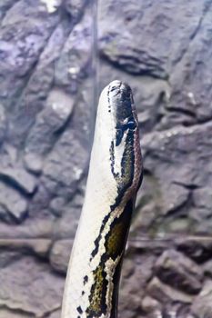 Vertical photo of python head on stone background