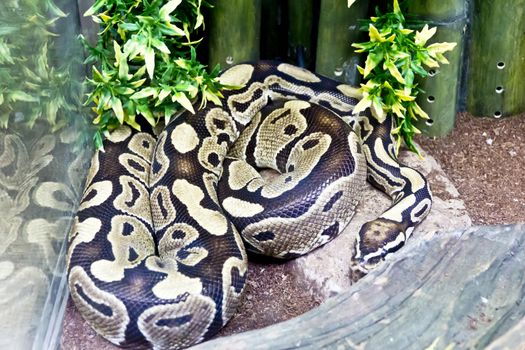 Photo of reticulated python close up in zoo