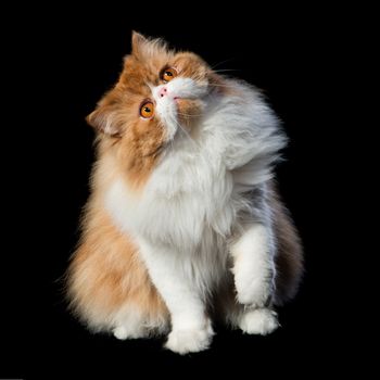Red big adult persian cat costs on a black background