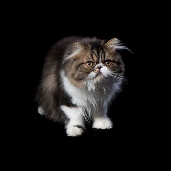 Persian kitten of dark coloring sits about dark background