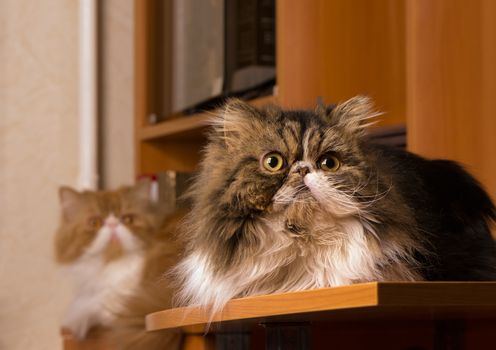Persian red cat and kitten of dark coloring sits on a table