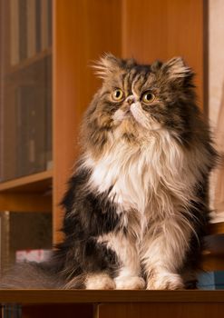 Persian kitten of dark coloring sits on a table