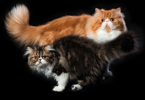 Red big persian cat and dark persian little kitten