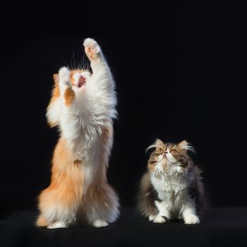 Red big persian cat and dark persian little kitten