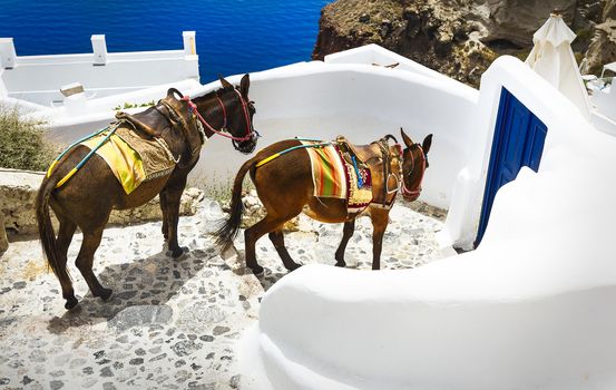 donkey on stairs of Santorini, traditional Greek life series