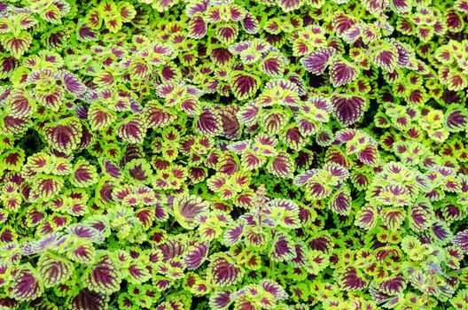 Exotic green claret leaves of ornamental plant name is Plectranthus scutellarioides or Painted Nettle in Thailand