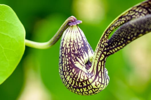 Close-up exotic green flower striped black shaped like a chicken. It is an ornamental plant name is Aristolochia ringens Vahl or Dutchman's Pipe
