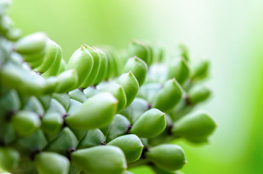 Close-up beautiful green nature for background. Exotic ornamental plants shaped like a snake and leaves resemble snake scales in family name Monadenium