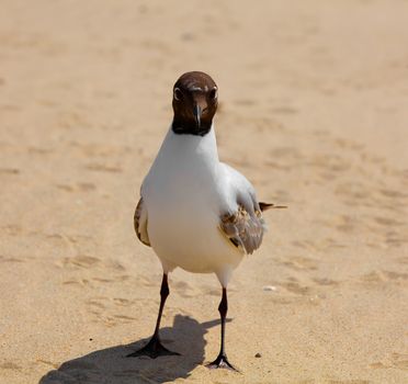Gull Black headed Gull on a sandy beach
