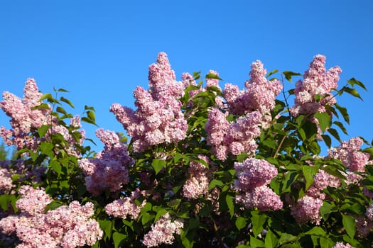 Close-up beautiful lilac flowers with the leaves. Beauty world.