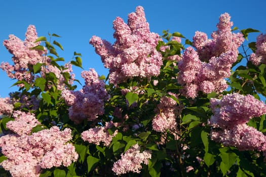 Close-up beautiful lilac flowers with the leaves. Beauty world.