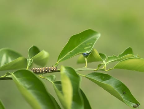 Papilio anactus caterpillar, lava stage of Dainty Swallowtail butterfly on orange citrus leaves with green natural background