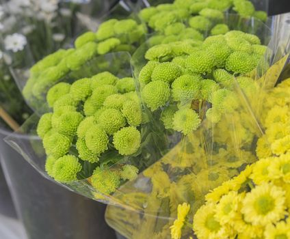 Fresh green flowers, bunches of green and yellow Chrysanthemums at Flower Market