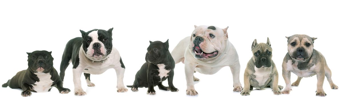 group of american bully in front of white background