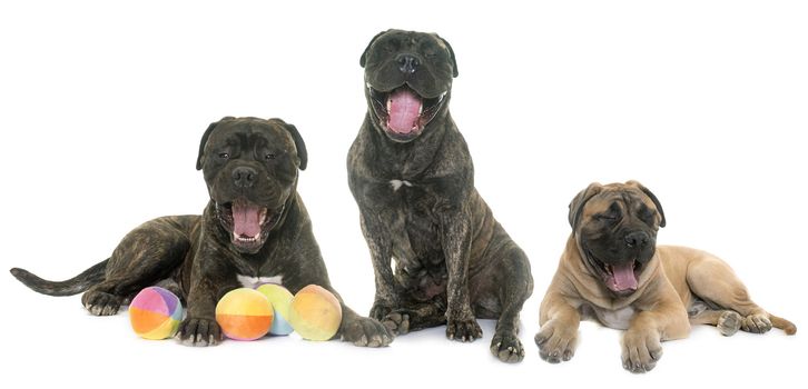 yawning bull mastiff in front of white background