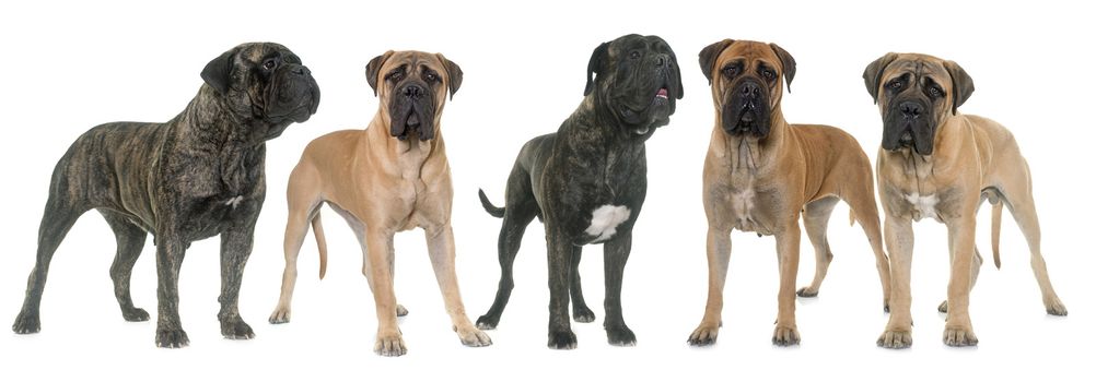 five bull mastiffs in front of white background