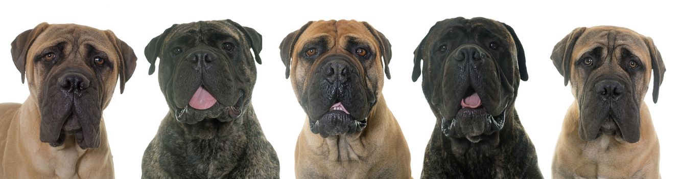 head of bullmastiffs in front of white background