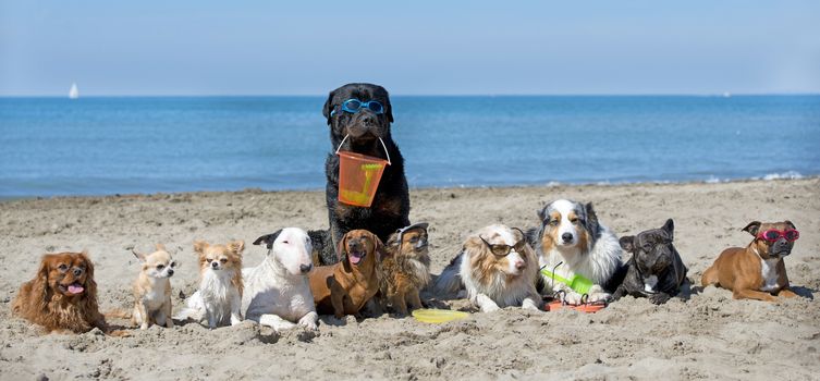 dogs standing on the beach, in France