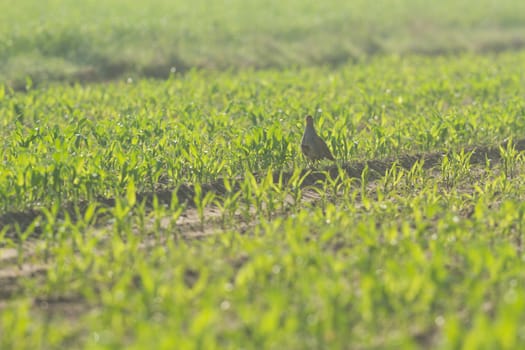 agricultural field, nature and agriculture farming series