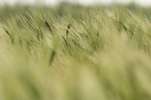 agricultural field, nature and agriculture farming series