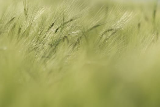 agricultural field, nature and agriculture farming series