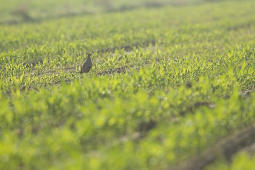 wild bird in natural habitat, nature series