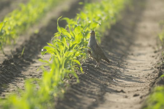 wild bird in natural habitat, nature series