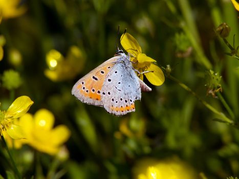 Common blue (Polyommatus icarus) on the meadow buttercup.
