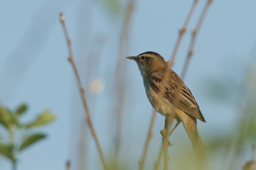wild bird in natural habitat, nature series