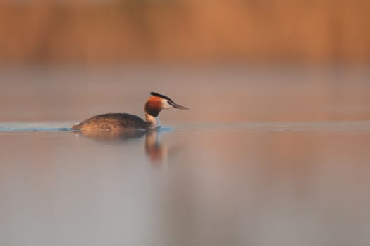wild bird in natural habitat, nature series