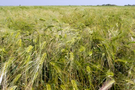 Winter barley yellow field before full maturation.