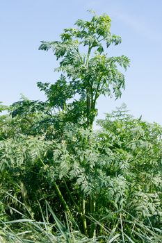 The hemlock (Conium maculatum), poisonous plants in the ditch.