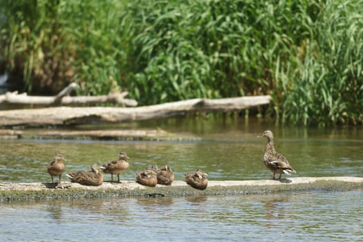 many birds in their natural habitat, nature series