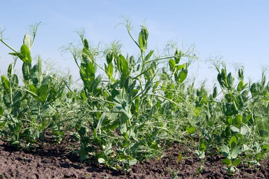 Peas (Pisum sativum) crop develops in the field.