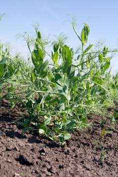 Peas (Pisum sativum) crop develops in the field.