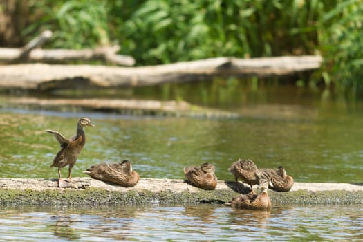 many birds in their natural habitat, nature series