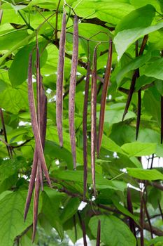 The cigar tree (Catalpa bignonioides) in the parks tree.