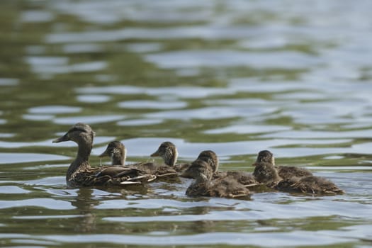 many birds in their natural habitat, nature series