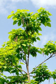 DescriptionThe cigar tree (Catalpa bignonioides) in the parks tree.