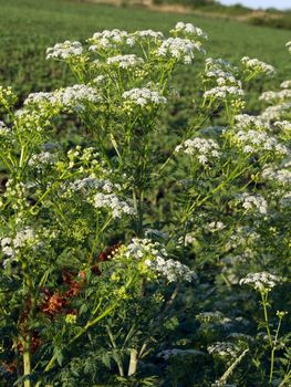 The hemlock (Conium maculatum), poisonous plants in the ditch.