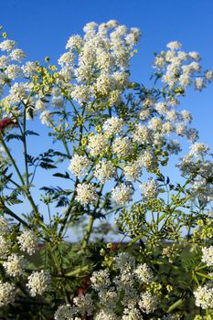 The hemlock (Conium maculatum), poisonous plants in the ditch.