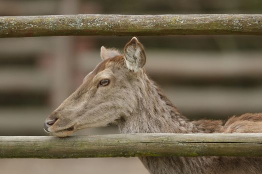 deer in captive, deer in a cage, nature series