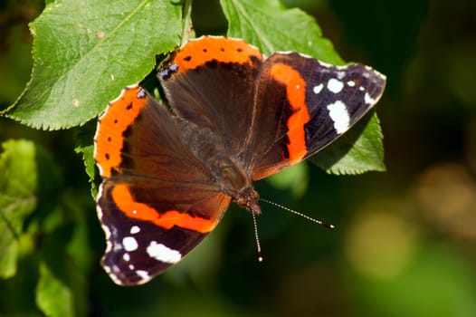 The admiral butterfly (Vanessa Atalanta) of green leaf.