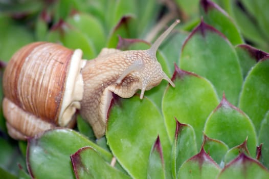 The snails (Helix pomatia) in the stonecrop leaves.