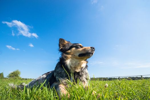 funny dog in sunny day, animals series