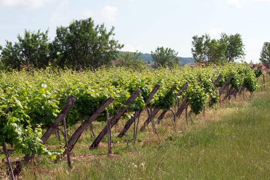 The plantation poles support the vines on the hillside.