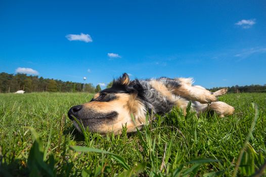 funny dog in sunny day, animals series